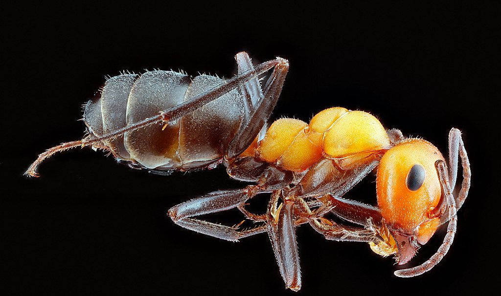 Ant Control service in Fort Worth, TX