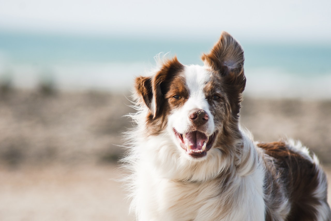 Flea & Tick Control service in Fort Worth, TX