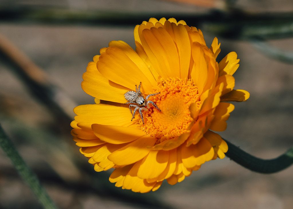 Spider Control service in Fort Worth, TX